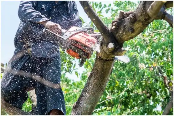 tree services Millerstown